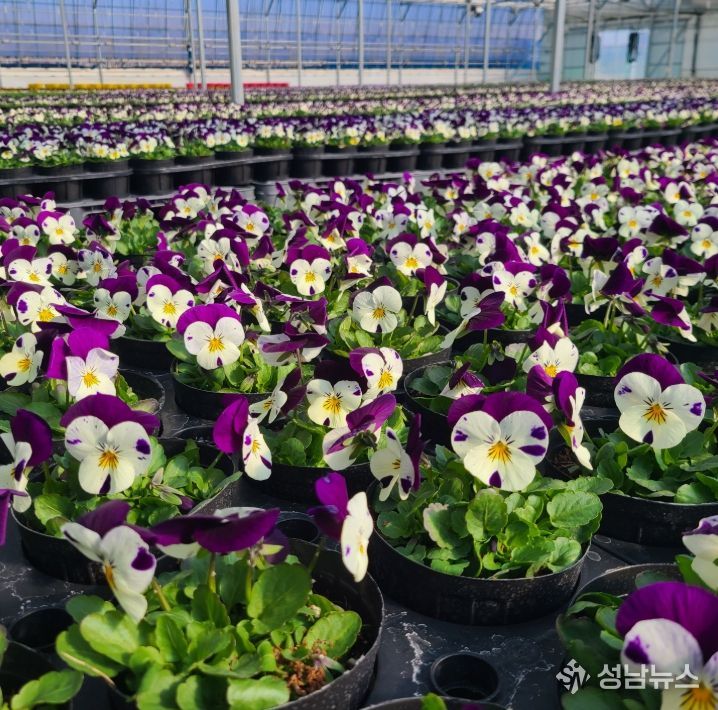 ·꽃잔디 7만 포기 재배로 봄맞이 준비