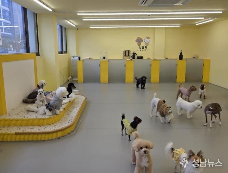 구로구 ‘우리동네 펫위탁소’ 지정업체인 엉클독 애견유치원 내부 모습