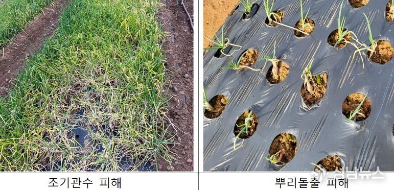 충남도 겨울철 쪽파 생육재생기 관리법