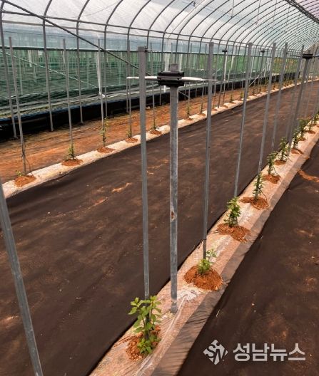 구기자 시설재배