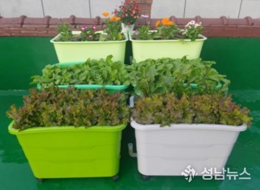 란다에 ‘나만의 텃밭’