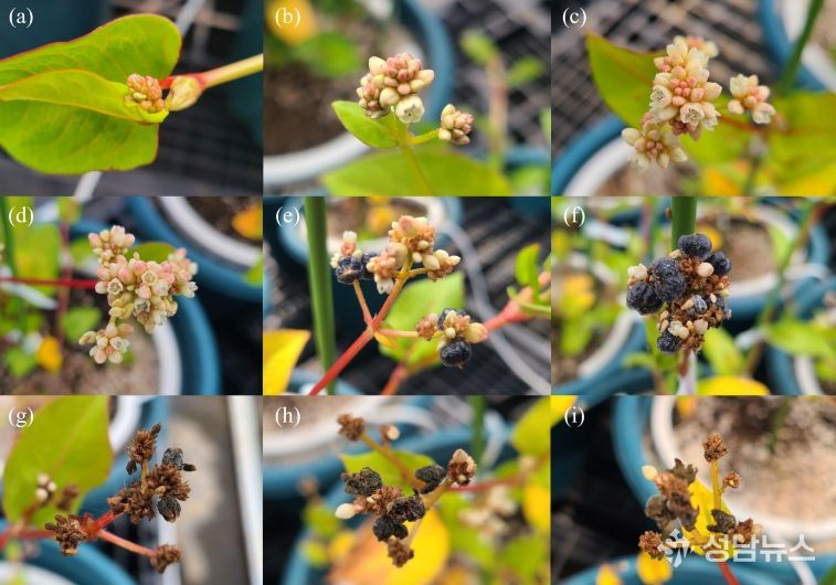 덩굴모밀의 시기별 모습