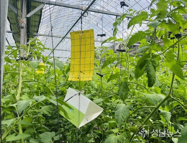 뿔나방 예찰트랩조사.jpg 바로보기뿔나방 예찰트랩조사