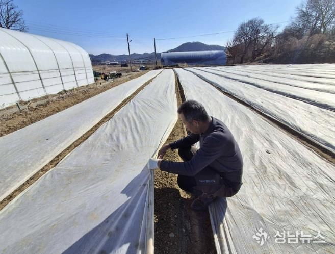 서천군, 마늘·양파 생육 재생기 이후 관리 당부