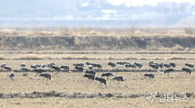 2026년 2월 10일 천수만에서 관찰된 흑두루미 모습