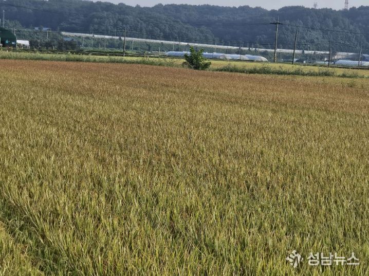 서천군, 벼 깨씨무늬병 사전예방 당부