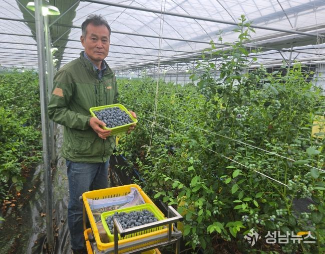 영동군, 하우스 블루베리 첫 출하