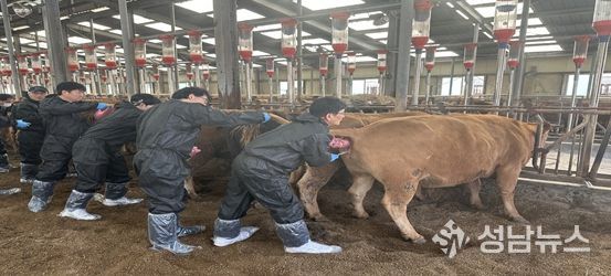 축산역량 강화교육 인공수정 과정에서 교육생들이 실습축을 활용해 실습에 참여하고 있다.