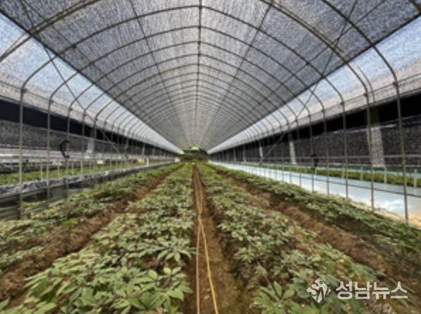 대형 터널하우스