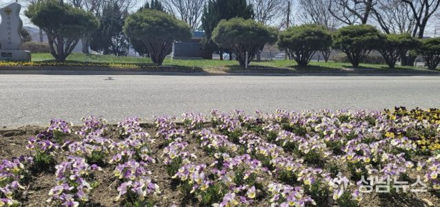 시전삼거리(도고온천 입구) 봄꽃 식재 풍경