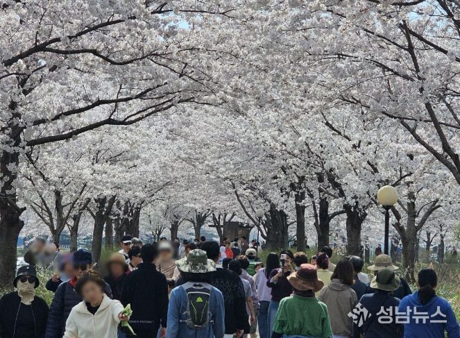 강릉시, ‘초속 5㎝, 시속 5㎞’벚꽃 걷기 행사