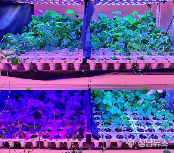충북농기원, LED 다단재배 장치 특허 등록