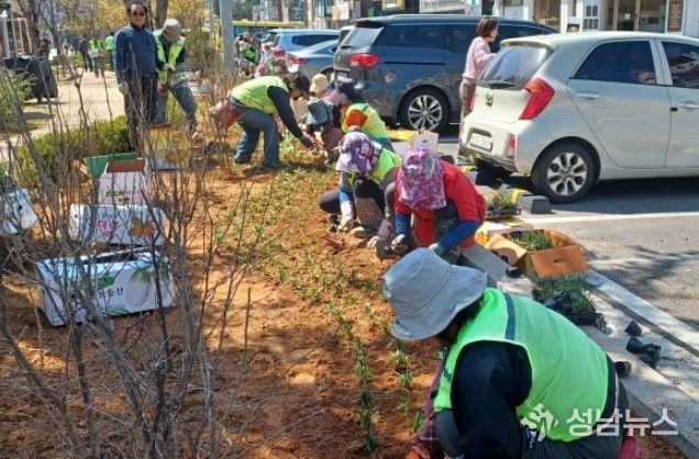 고양시 일산서구, 탄중로 녹지대 초화류 식재 완료